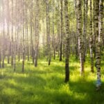 Non-Uttarakhandis to Buy Property in Uttarakhand