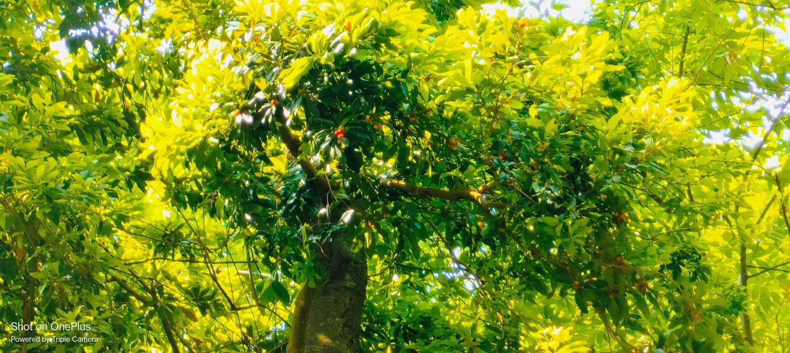 Fruits Valley Uttarakhand