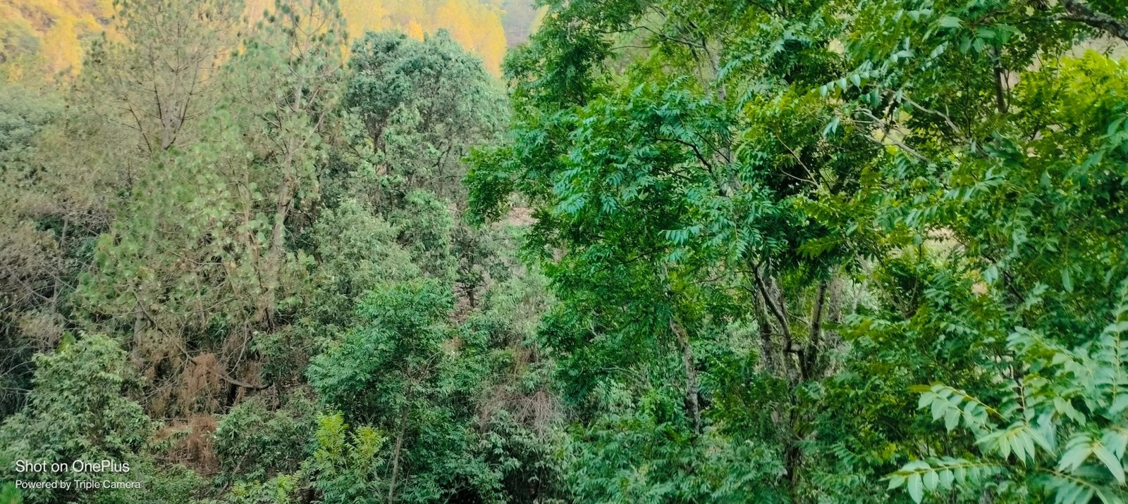 Timber Land In Uttarakhand