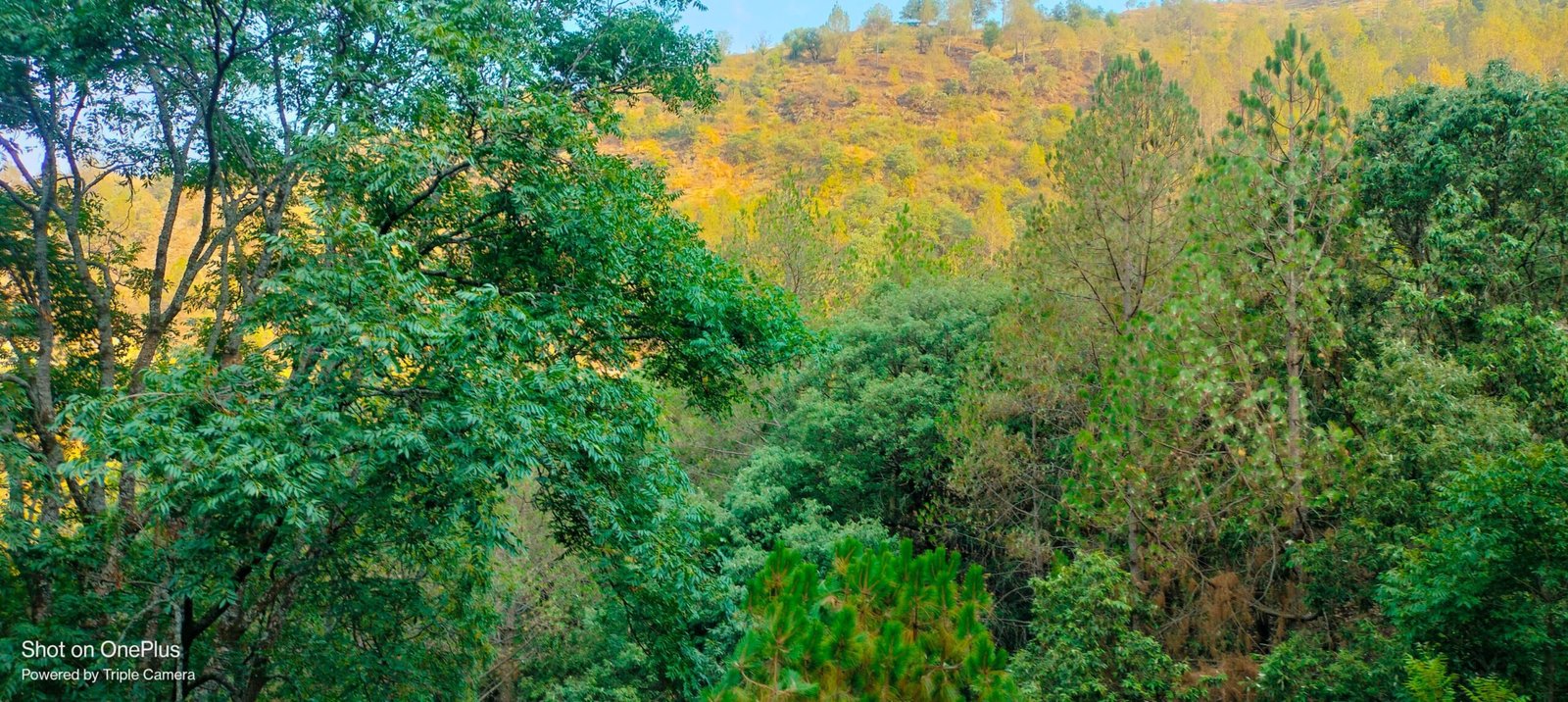 Timber Land In Uttarakhand