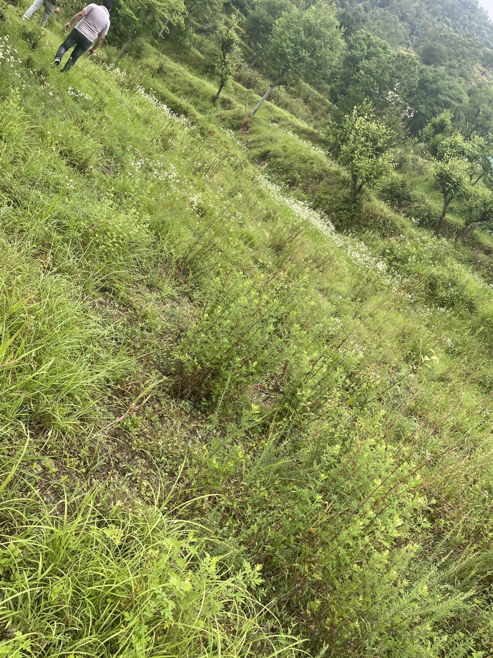 Tehri Snow Area Land