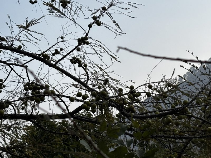 (Amla) trees in Tehri property