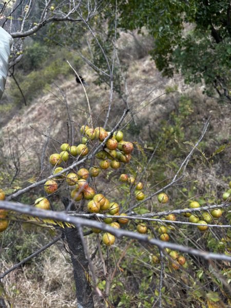 Indian gooseberry (Amla) trees in Uttarakhand