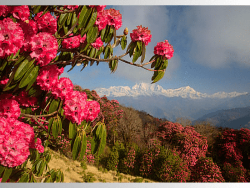 Buransh (Rhododendron) trees in Property for sale